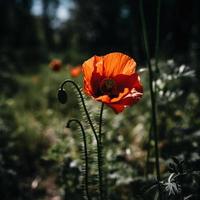 polly fiore nel il selvaggio travolgente fotografia di un' bellissimo e raro fiorire foto