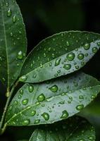 verde le foglie sfondo gratuito foto