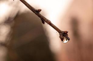 poco delicato acqua gocce su un' ragno ragnatela nel avvicinamento su un' nebbioso giorno foto