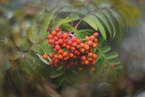 rosso Rowan su un' sfondo di verde le foglie nel avvicinamento su un' caldo estate giorno con bokeh foto