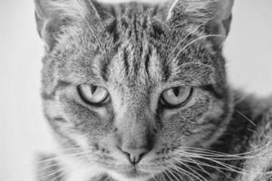 stanco grigio soriano gatto nel avvicinamento foto
