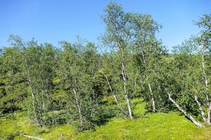 in il natura selvaggia foto