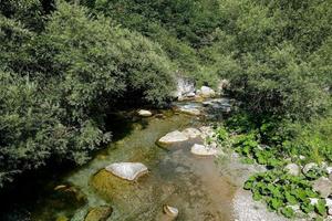 in il natura selvaggia foto