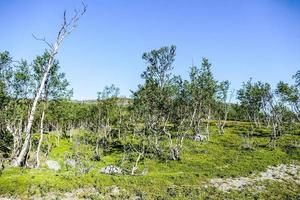 in il natura selvaggia foto