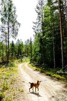 in il natura selvaggia foto