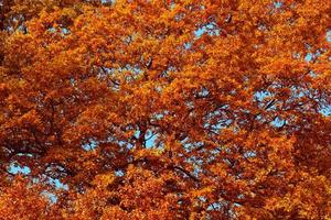 fogliame di albero di autunno contro un cielo blu