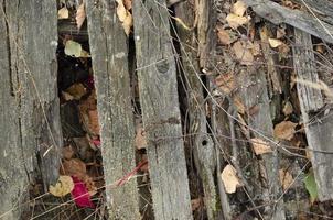 vecchio di legno tavole con asciutto le foglie. morbido messa a fuoco natura sfondo. autunno immagine. foto