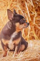 di razza cane chihuahua tricolore profilo. un' piccolo razza cane su un' sfondo di cannuccia. foto