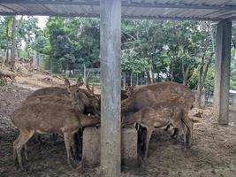 cervo su il mini zoo parco, quando alimentazione erba e prendere acqua. il foto è adatto per uso per natura animale sfondo, zoo manifesto e pubblicità.