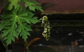 casa giardinaggio pianta con secco su foglia. sta morendo pianta foto isolato su buio paesaggio sfondo. mancanza di cura concetto.