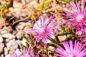 stretta di un fiore foto