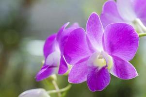 fiori di orchidea viola foto