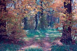 fantastico foresta paesaggio. Fata foresta con un' sentiero. foto