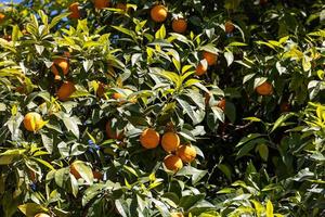 manaryn albero con arancia frutta contro il sfondo di erba le foglie foto