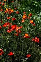 prato pieno di fioritura rosso papaveri su un' verde erba sfondo con un' caldo primavera giorno foto