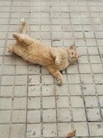 Zenzero gatto oziare su il calcestruzzo marciapiede su un' caldo pomeriggio foto