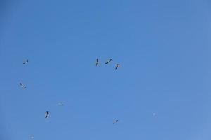 blu cielo sfondo con volante nero e bianca cicogna uccello foto