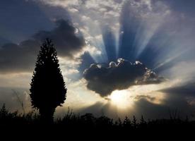 Immagine di sole brillare e Natale albero silhouette foto