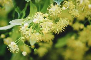 tiglio albero fiorire nel estate foresta, vicino su di lime fioritura foto