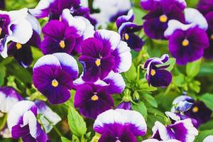 viola wittrockiana ispirare più campo di segnalazione razza viola e bianca a fiore grande giardino viole del pensiero foto