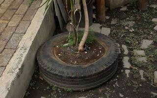 riutilizzo concetto. nero auto ruota pneumatico Usato come albero pianta pentola vaso all'aperto su il terra. casa giardinaggio suggerimenti Fai da te. isolato foto su paesaggio mattone terra pavimentazione.