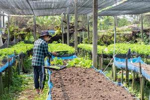 il donna contadino trattamento fresco verdure verde lattuga a partire dal giardino biologico azienda agricola. per idroponica pianta raccogliere e salutare biologico cibo concetto. foto