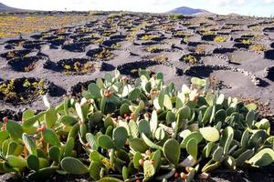 sfondo con cactus foto