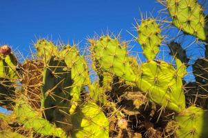 sfondo con cactus foto