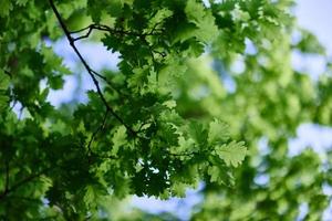 fresco verde le foglie di il quercia albero contro un' soleggiato senza nuvole cielo foto