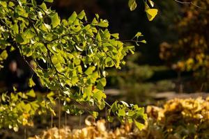foglie e rami di ginkgo retroilluminati con uno sfondo sfocato
