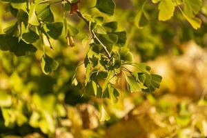 foglie e rami di ginkgo retroilluminati con uno sfondo sfocato