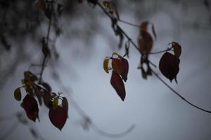 autunno le foglie nel neve. le foglie nel natura. bellissimo autunno tempo atmosferico. foto