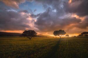 bellissimo tramonto caldo con nuvole luminose e colorate e cielo blu su un campo di grano verde con due alberi sullo sfondo dopo una tempesta foto