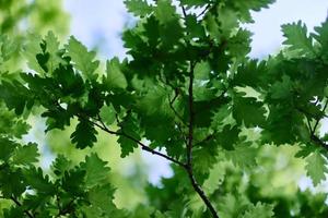 verde fresco le foglie su il rami di un quercia vicino su contro il cielo nel luce del sole. cura per natura e ecologia, rispetto per il terra foto