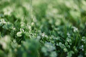 giovane verde le foglie fiocco avvicinamento, fresco prato erba nel estate su il terra nel luce del sole per un' schermo risparmiatore, finto su foto