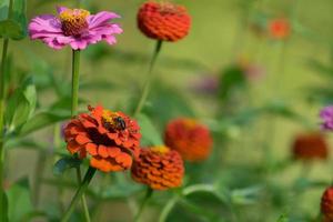 ape tra i fiori colorati di zinnia foto