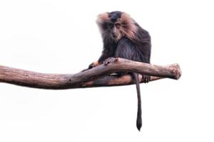 dalla coda di leone macaco seduta su un' ramo di albero, il vagabondo, un vecchio mondo scimmia isolato su bianca sfondo foto