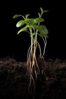 mostrando radici pianta. creare ai foto