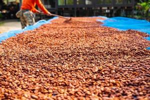 essiccazione di fave di cacao biologico foto
