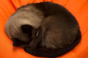 tailandese gatto dorme arricciato su su un arancia sfondo. foto