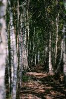 verticalmente betulla foresta con un' passerella.il sfondo è un' cupo e drammatico foresta. foto