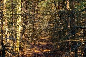 cupo foresta con morto asciutto alberi.il sfondo è un' cupo e drammatico foresta. foto