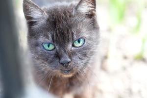 divertente gatto viso con un' Sorridi. grigio gatto con verde occhi. foto