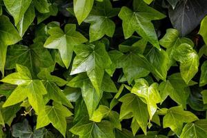naturale verde sfondo con pianta rampicante all'aperto avvicinamento foto