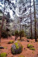 alberi nella foresta foto