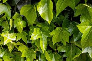 naturale verde sfondo con pianta rampicante all'aperto avvicinamento foto