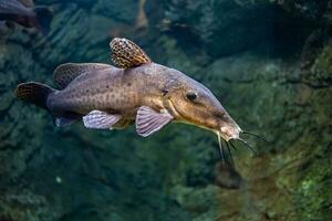 poco pesce animale nuoto nel il acquario di il zoo di saragozza nel Spagna su un' buio sfondo foto