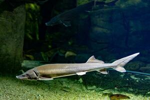 poco pesce animale nuoto nel il acquario di il zoo di saragozza nel Spagna su un' buio sfondo foto