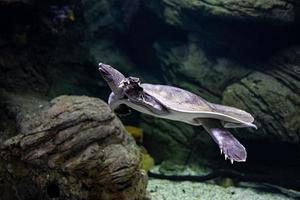 animale rettile tartaruga nuoto nel un' zoo acquario nel avvicinamento foto