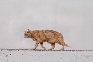 adulto gatto su un' leggero sfondo di un' mattone Casa al di fuori foto